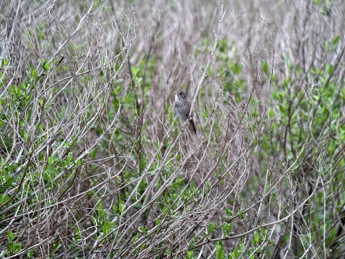 Seaside Sparrow - ML657034860
