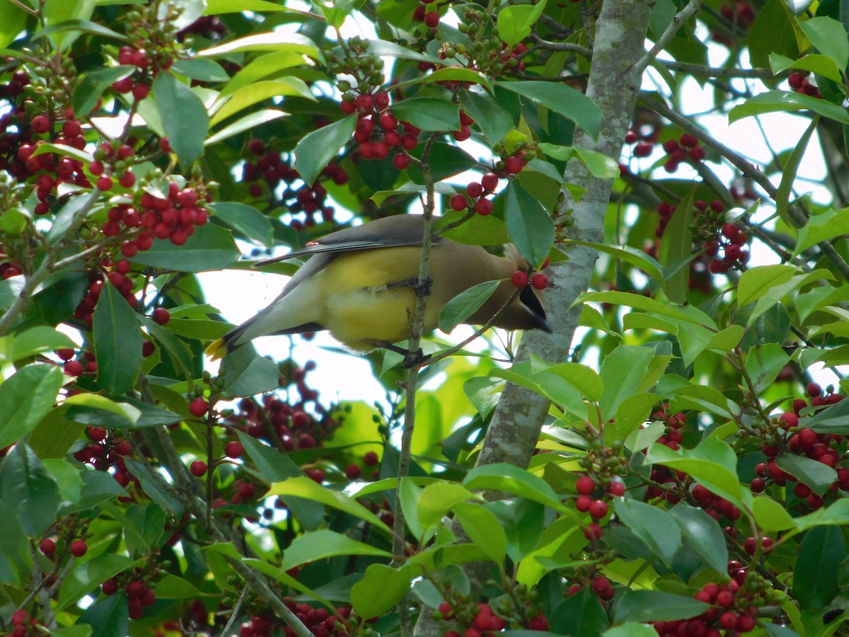 Cedar Waxwing - ML657035671