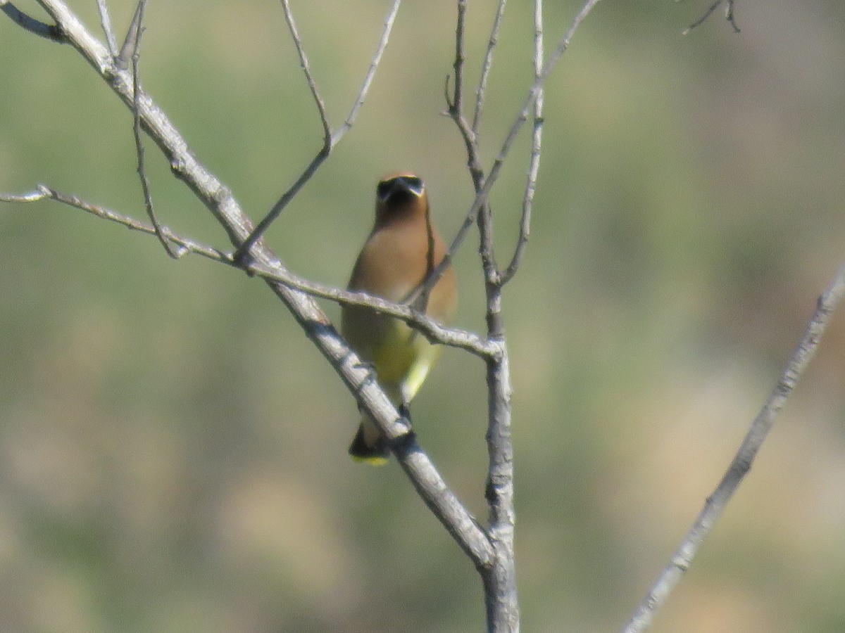 Cedar Waxwing - ML657037856