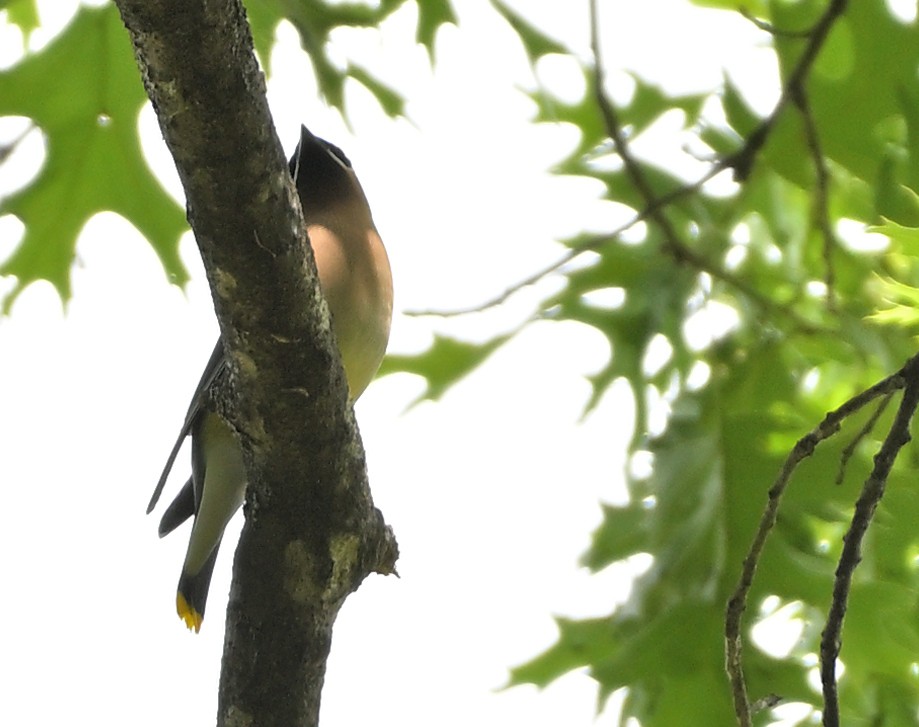 Cedar Waxwing - ML657038193