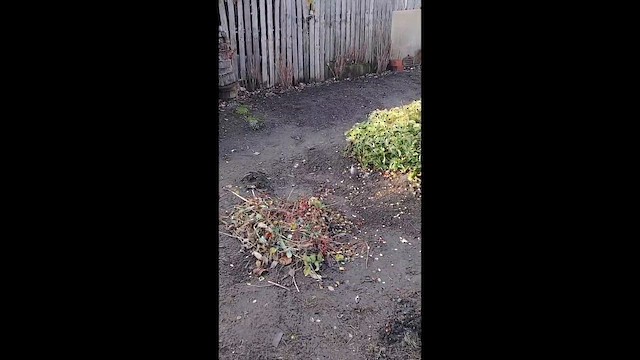 Красноглазая монашка - ML657038650