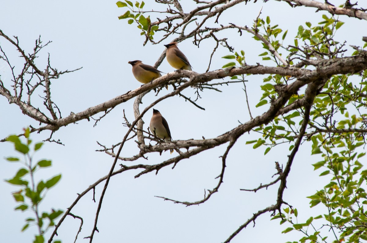 Cedar Waxwing - ML657039020