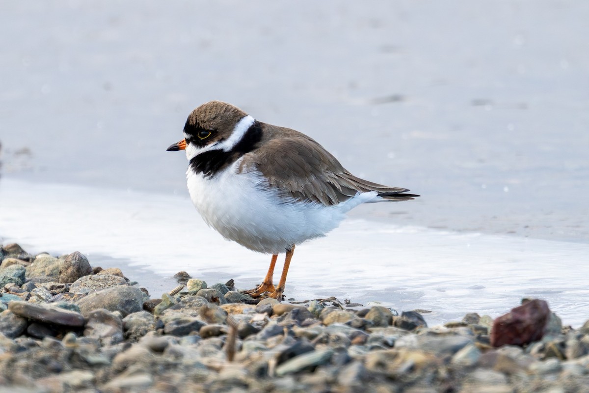 eBird Checklist - 9 May 2026 - Bethel--Lomack Beach - 6 species