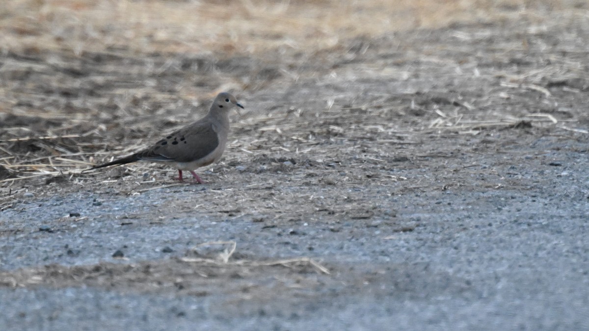 Mourning Dove - ML657040450