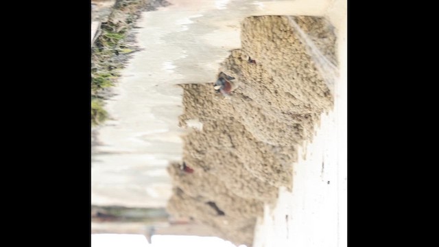 Cliff Swallow - ML657040487