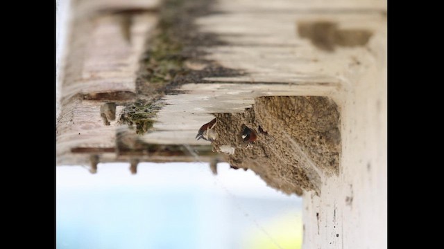 Cliff Swallow - ML657040489