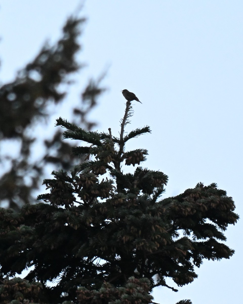 Northern House Wren (Northern) - ML657040532