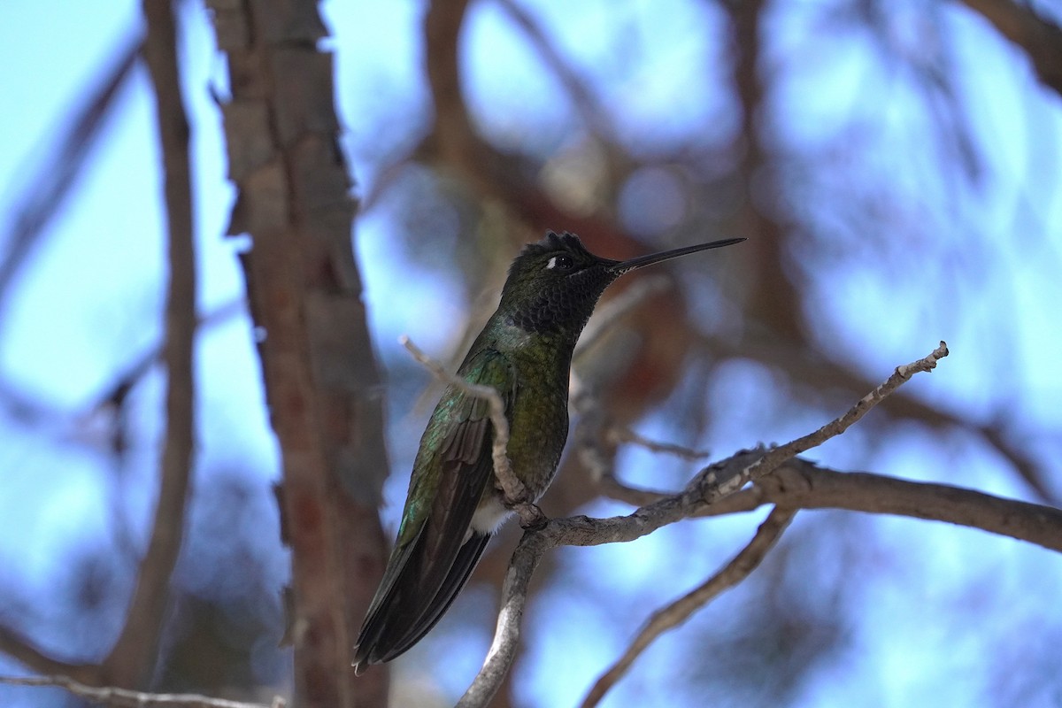 Colibri de Rivoli - ML657040563