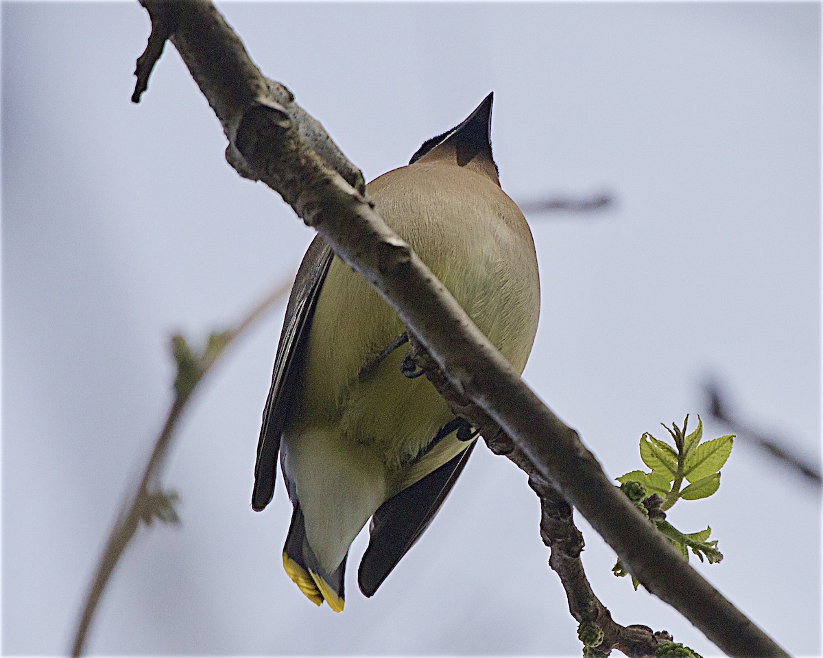 Cedar Waxwing - ML657040606