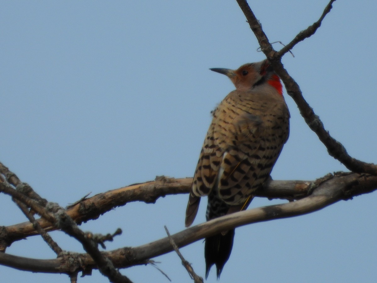 Northern Flicker - ML657040644