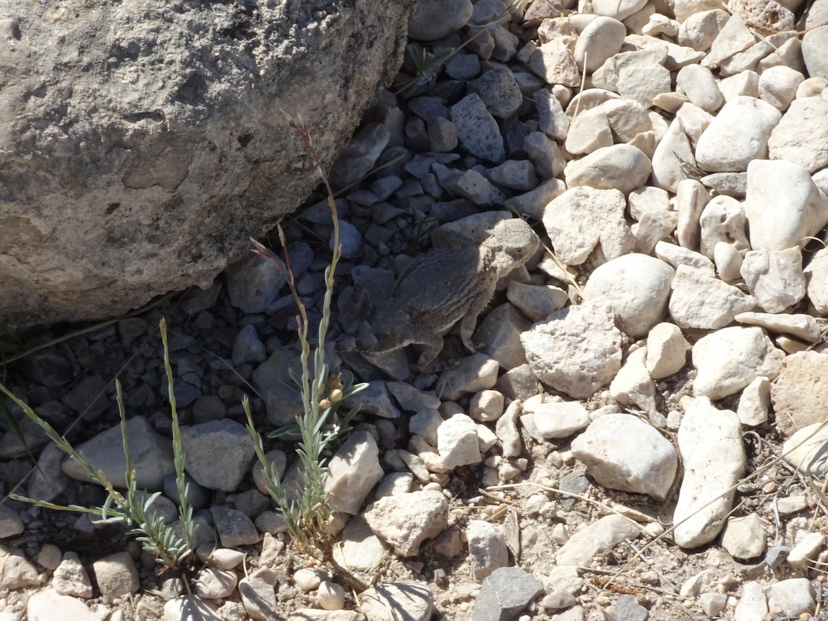 Greater Short-horned Lizard - ML657040800