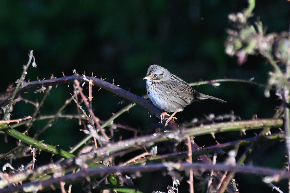 Lincoln's Sparrow - ML657040951