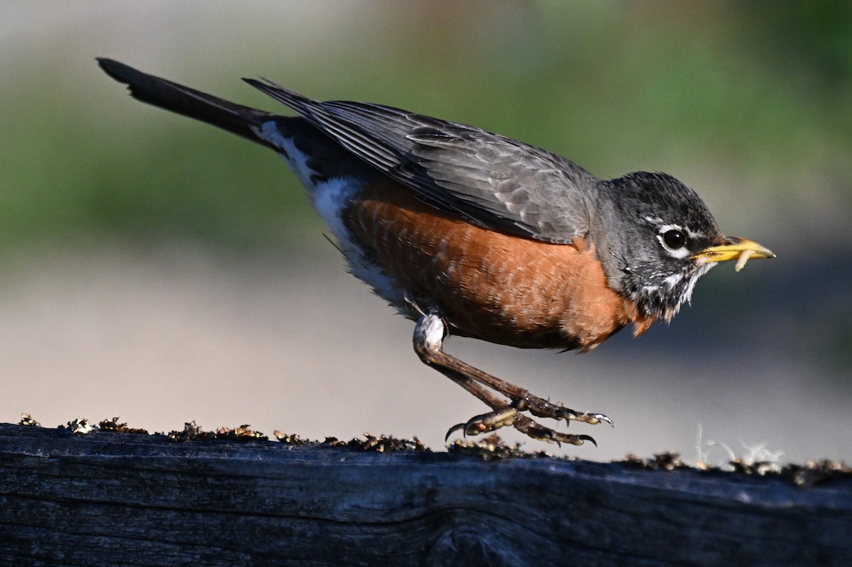 American Robin (migratorius Group) - ML657040955