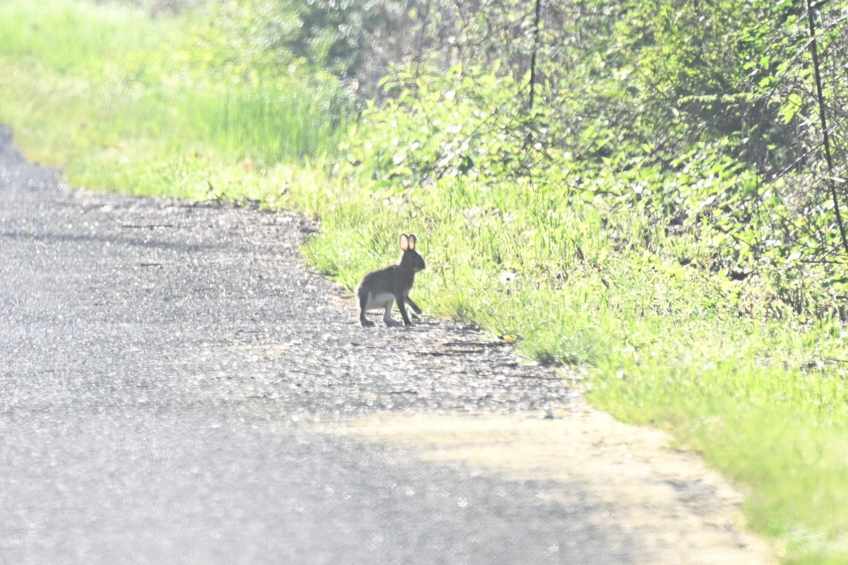 Snowshoe Hare - ML657040967