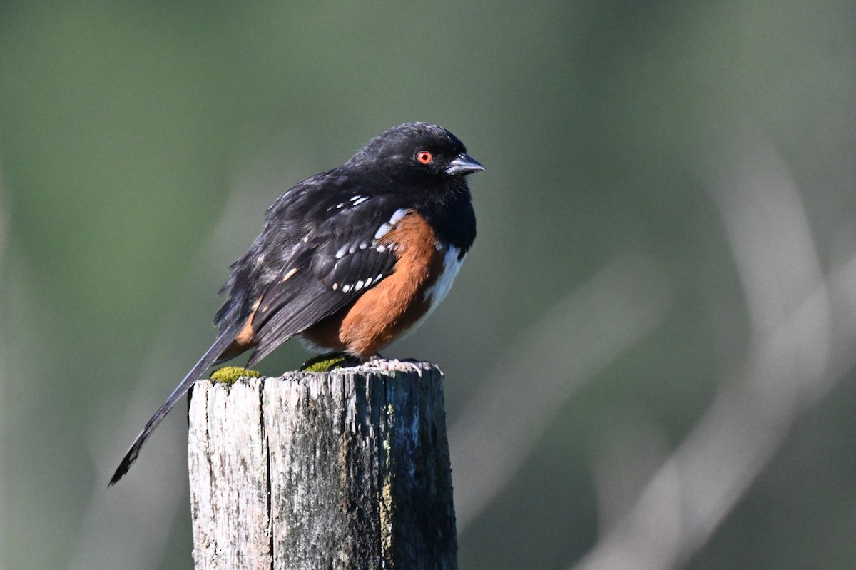 Spotted Towhee (oregonus Group) - ML657041235