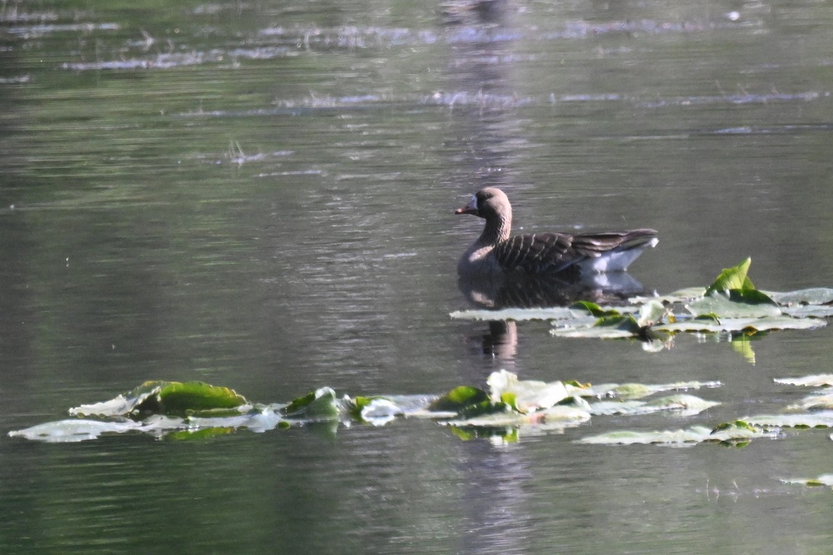 Greater White-fronted Goose (Western) - ML657041395