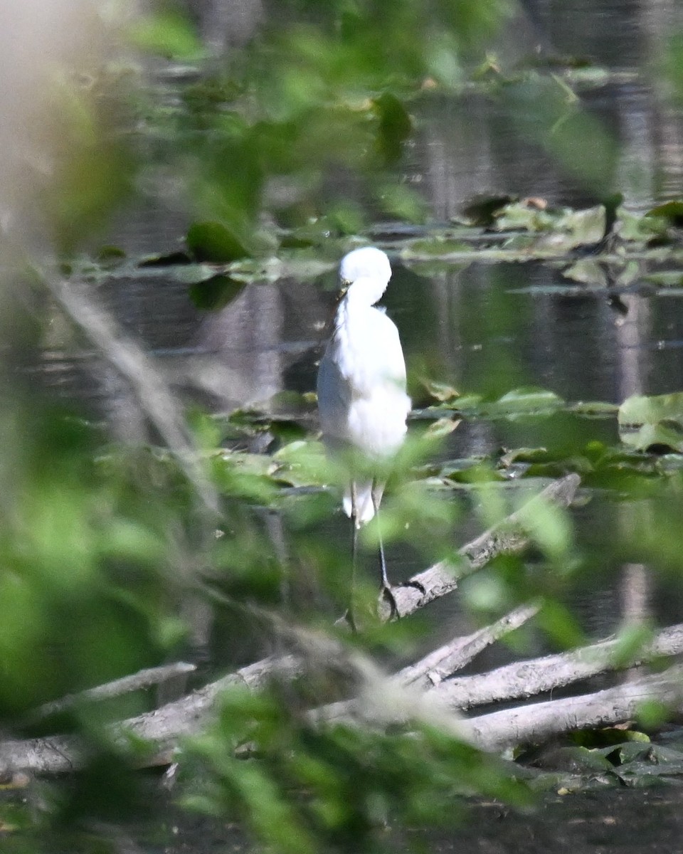 Great Egret (alba) - ML657041474