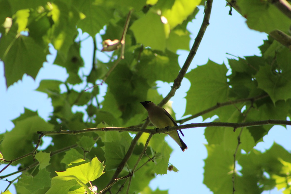 Cedar Waxwing - ML657041685