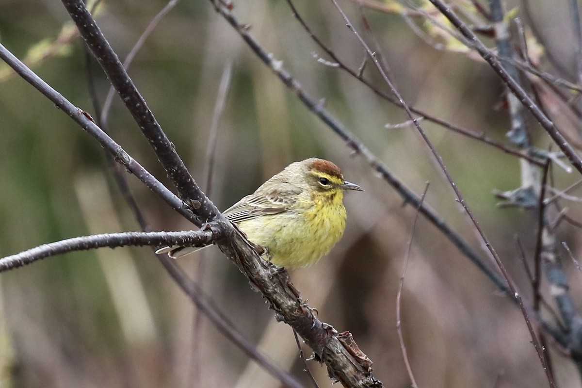 Palm Warbler - ML657041767