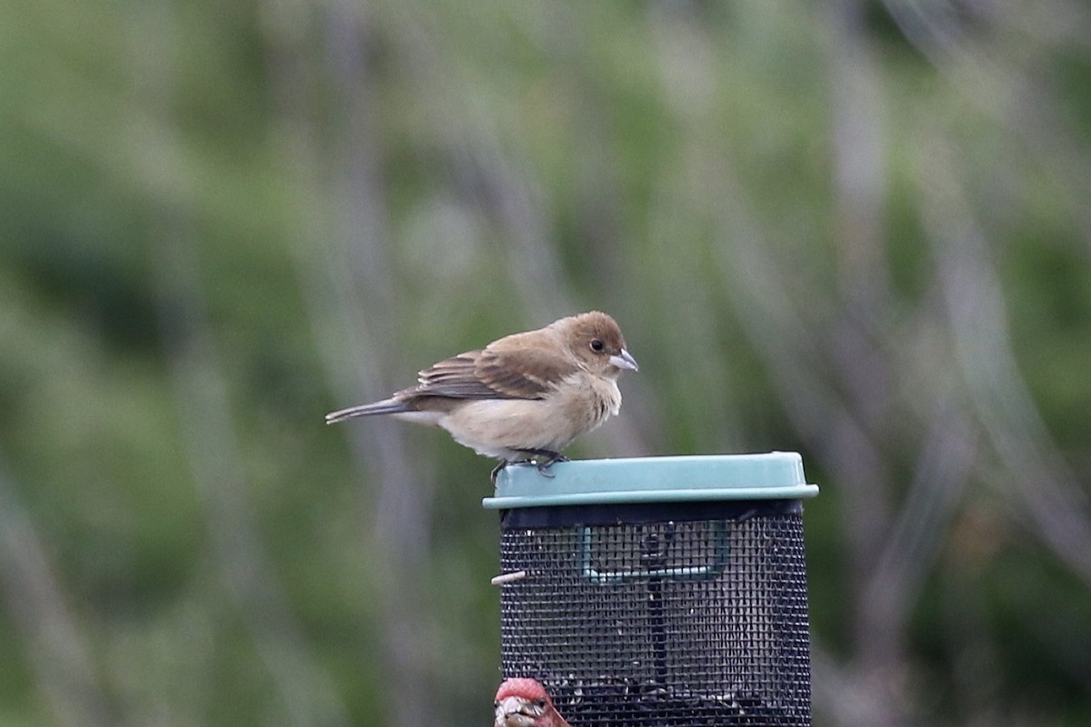 Indigo Bunting - ML657041778