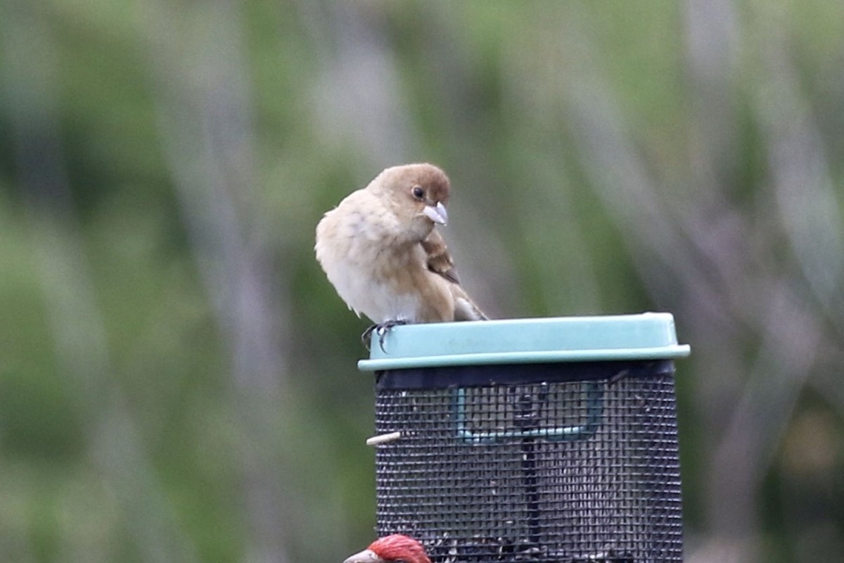 Indigo Bunting - ML657041779