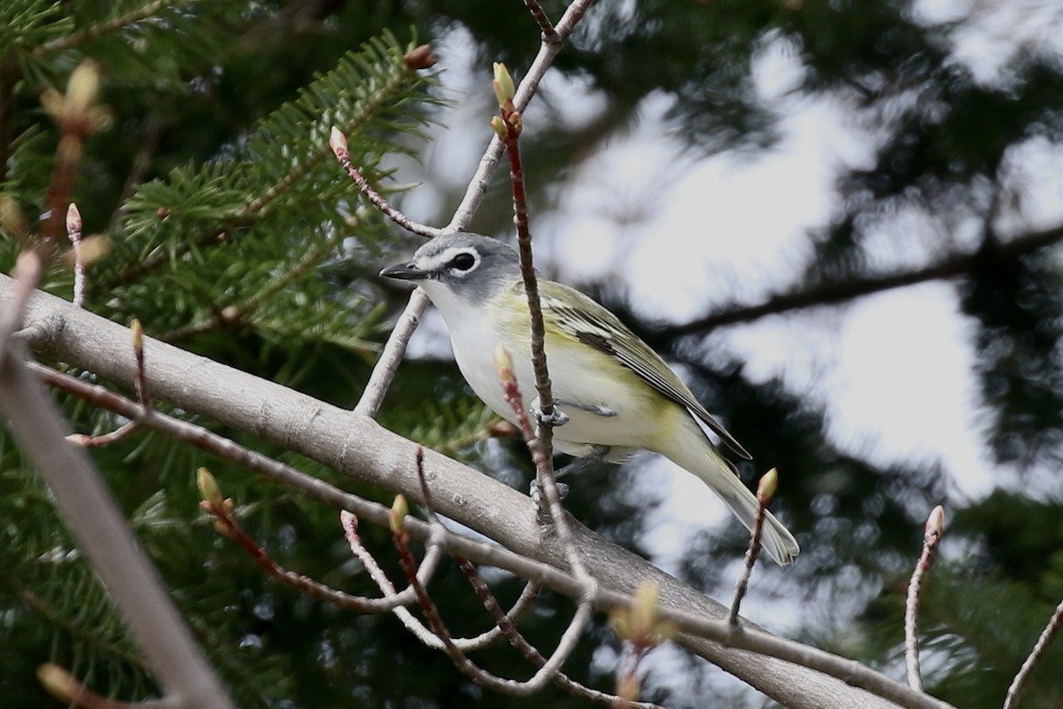 Blue-headed Vireo - ML657041877