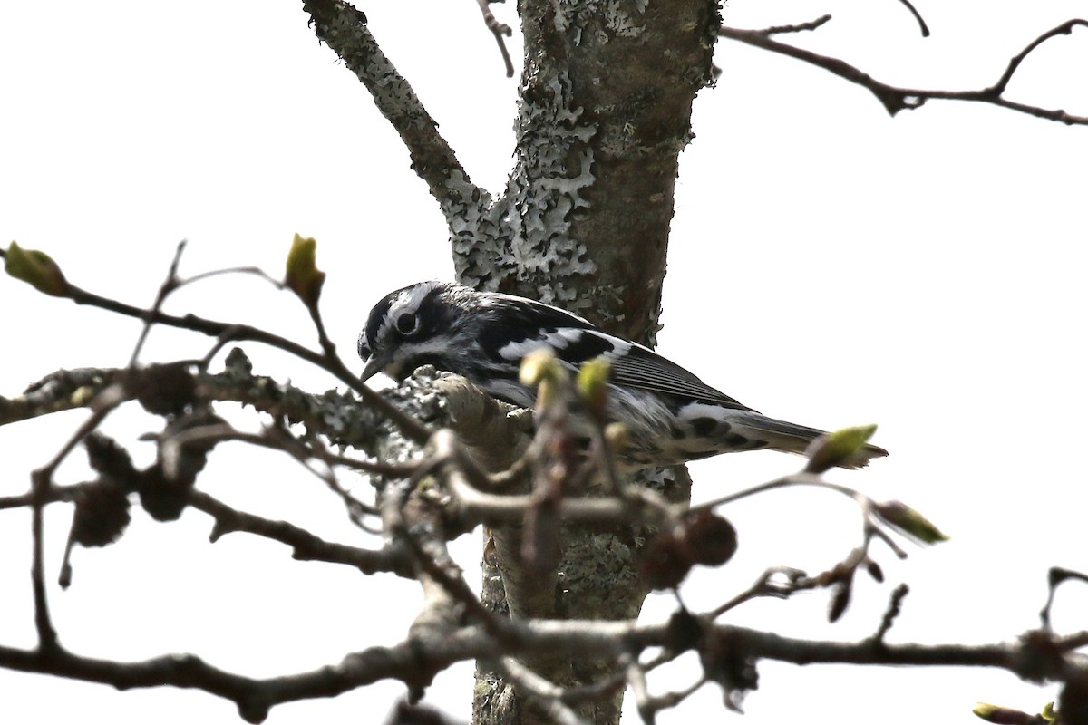Black-and-white Warbler - ML657041909