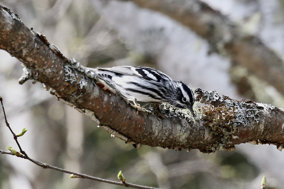 Black-and-white Warbler - ML657041910