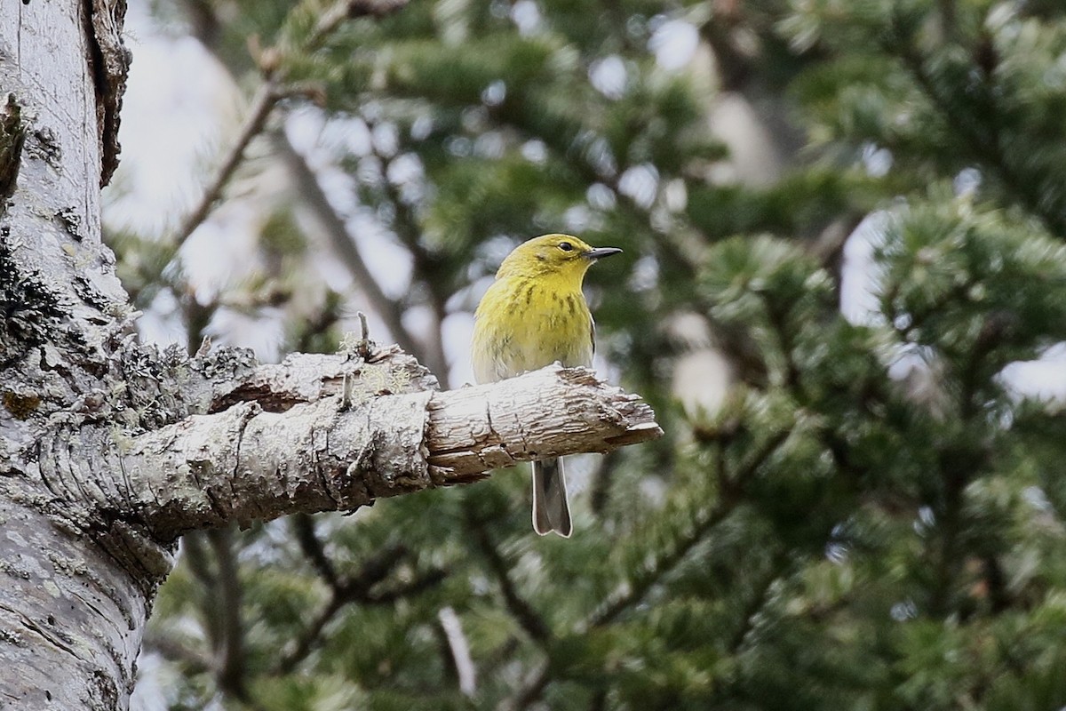 Pine Warbler - ML657041964