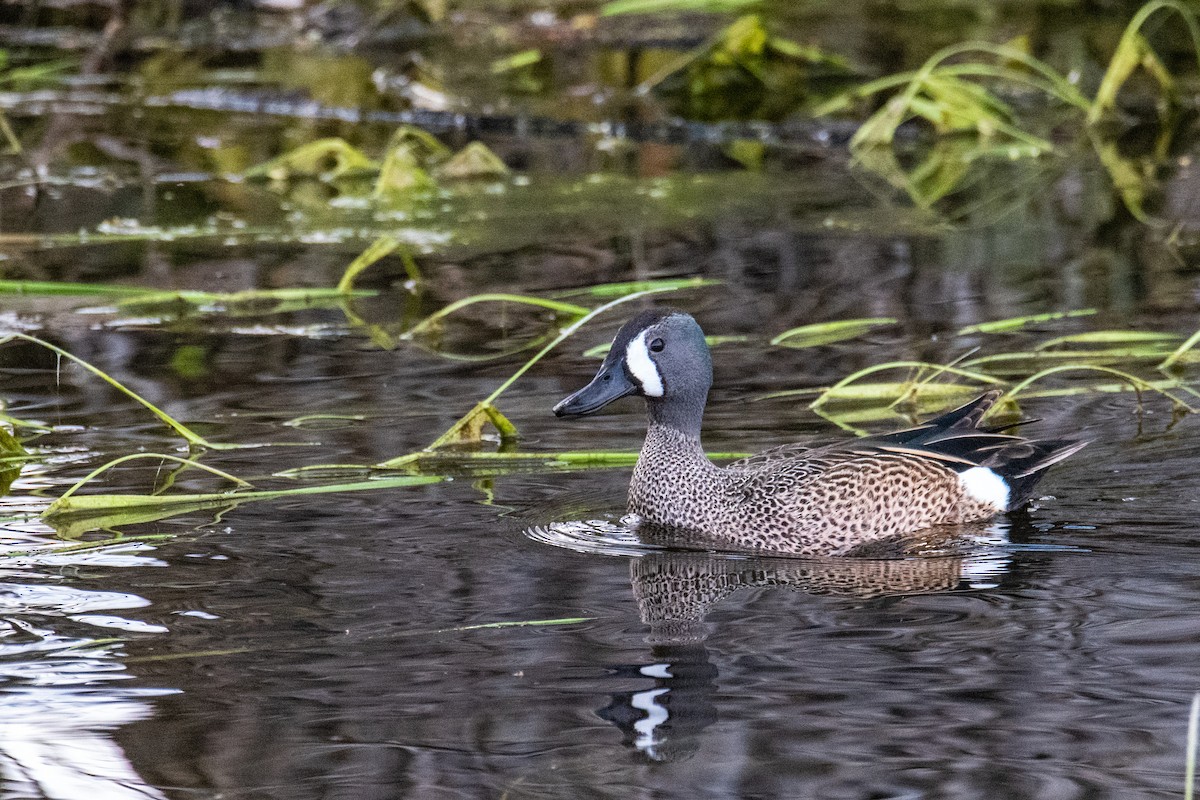 Marzaiola americana - ML657041977