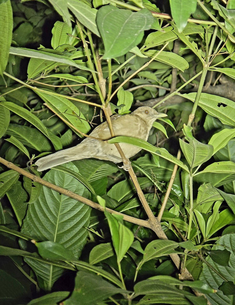 Clay-colored Thrush - ML657042007
