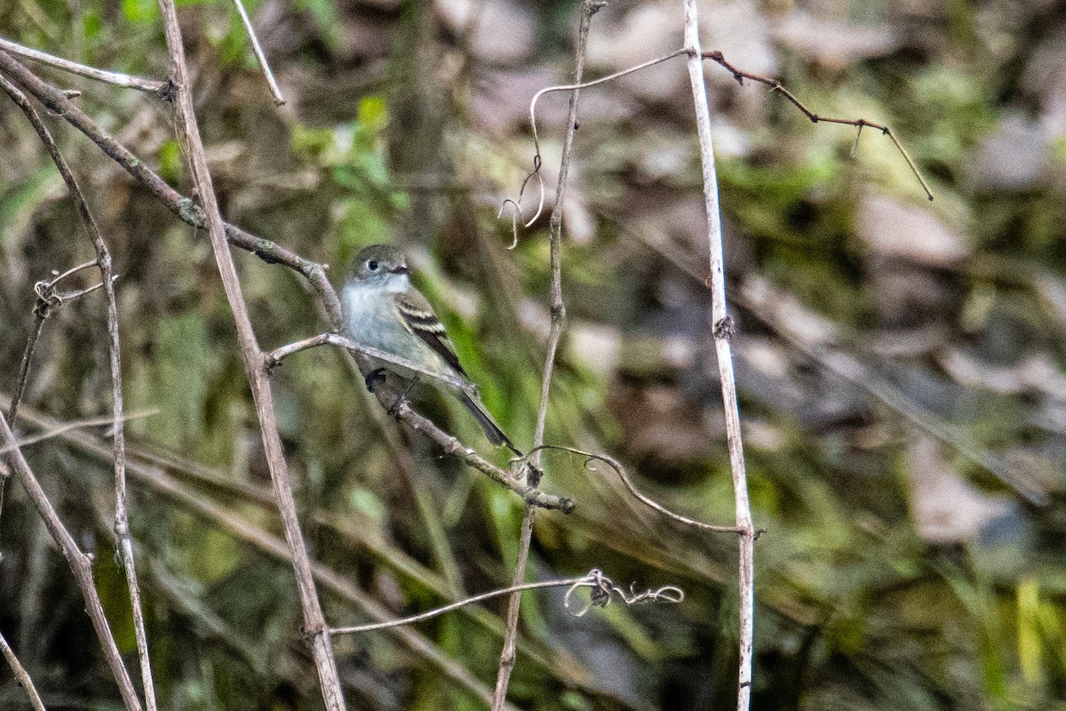 Least Flycatcher - ML657042031