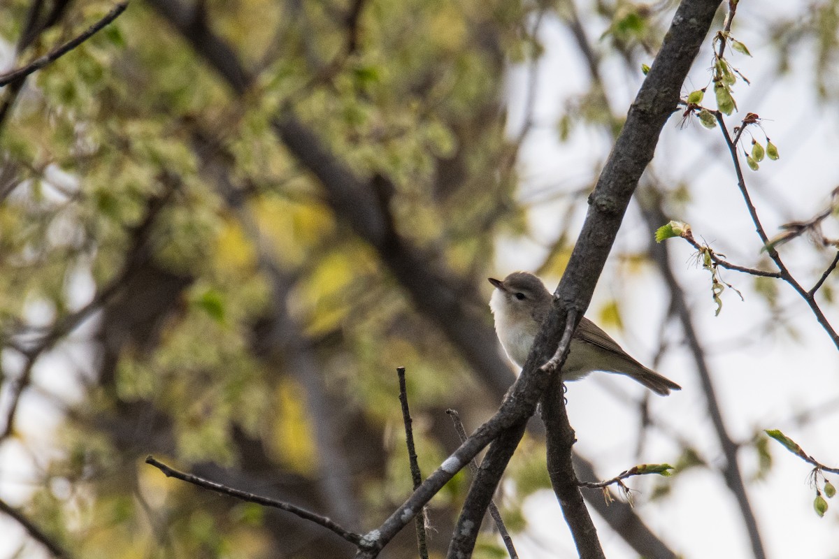 Eastern Warbling Vireo - ML657042056