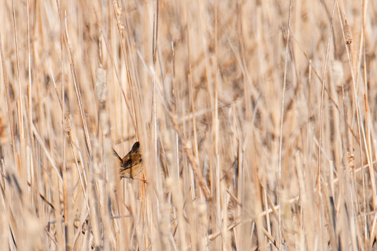 Marsh Wren - ML657042070