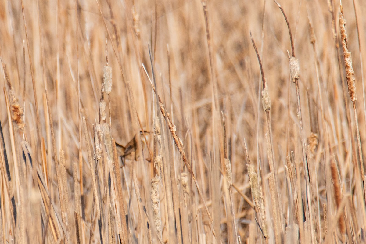 Marsh Wren - ML657042071