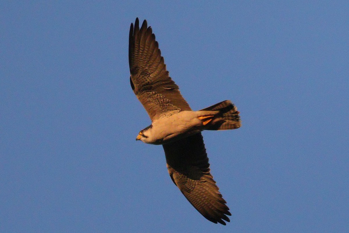 Lanner Falcon - ML657042078