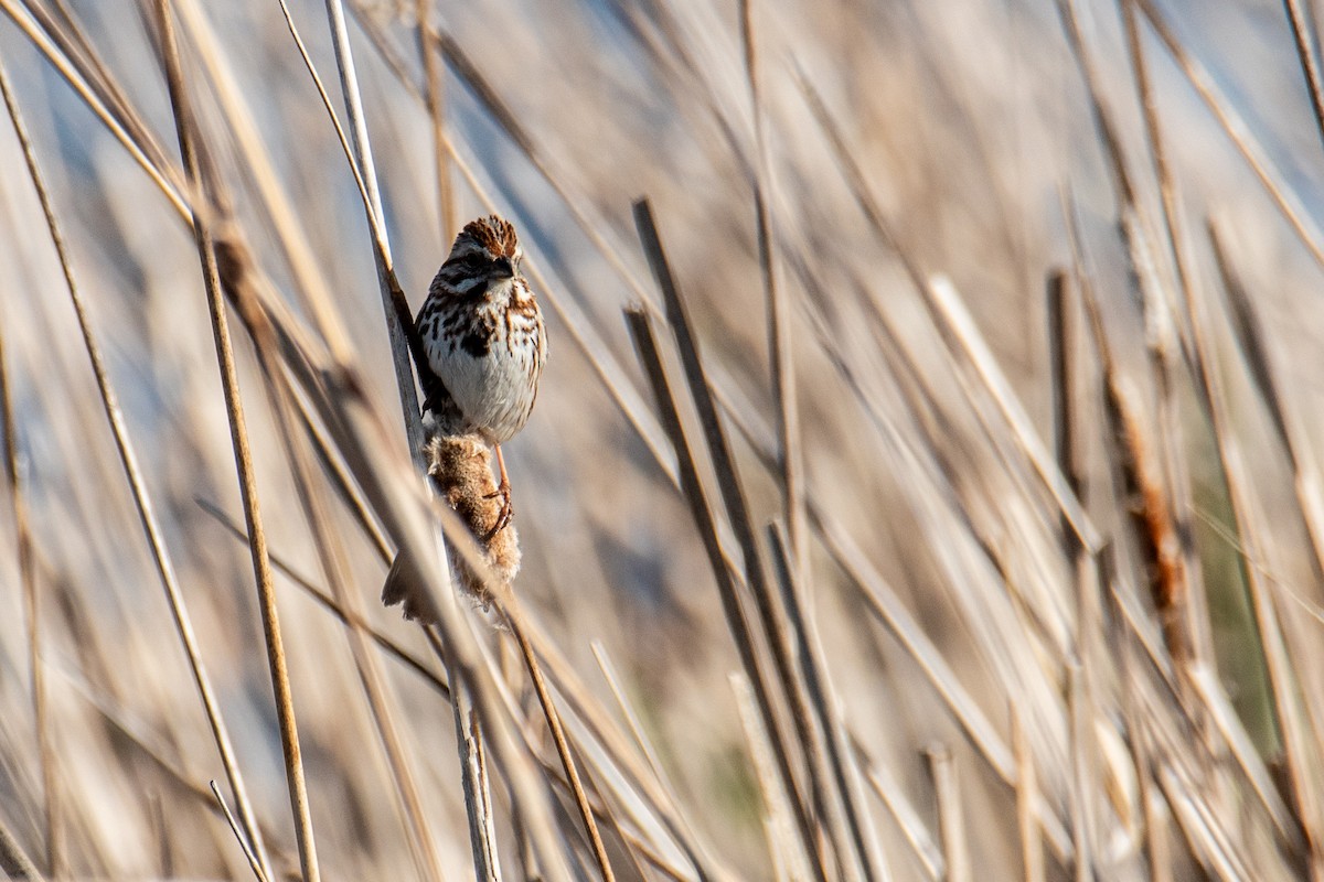 Song Sparrow - ML657042099