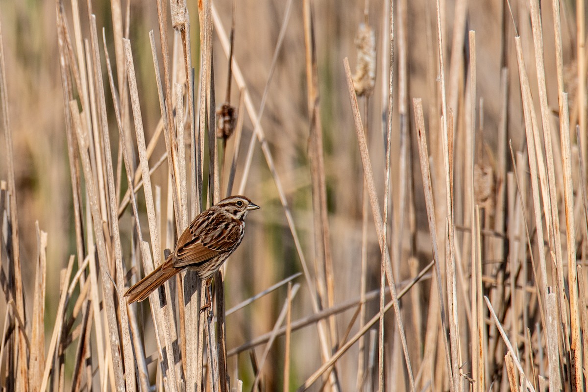 Song Sparrow - ML657042100