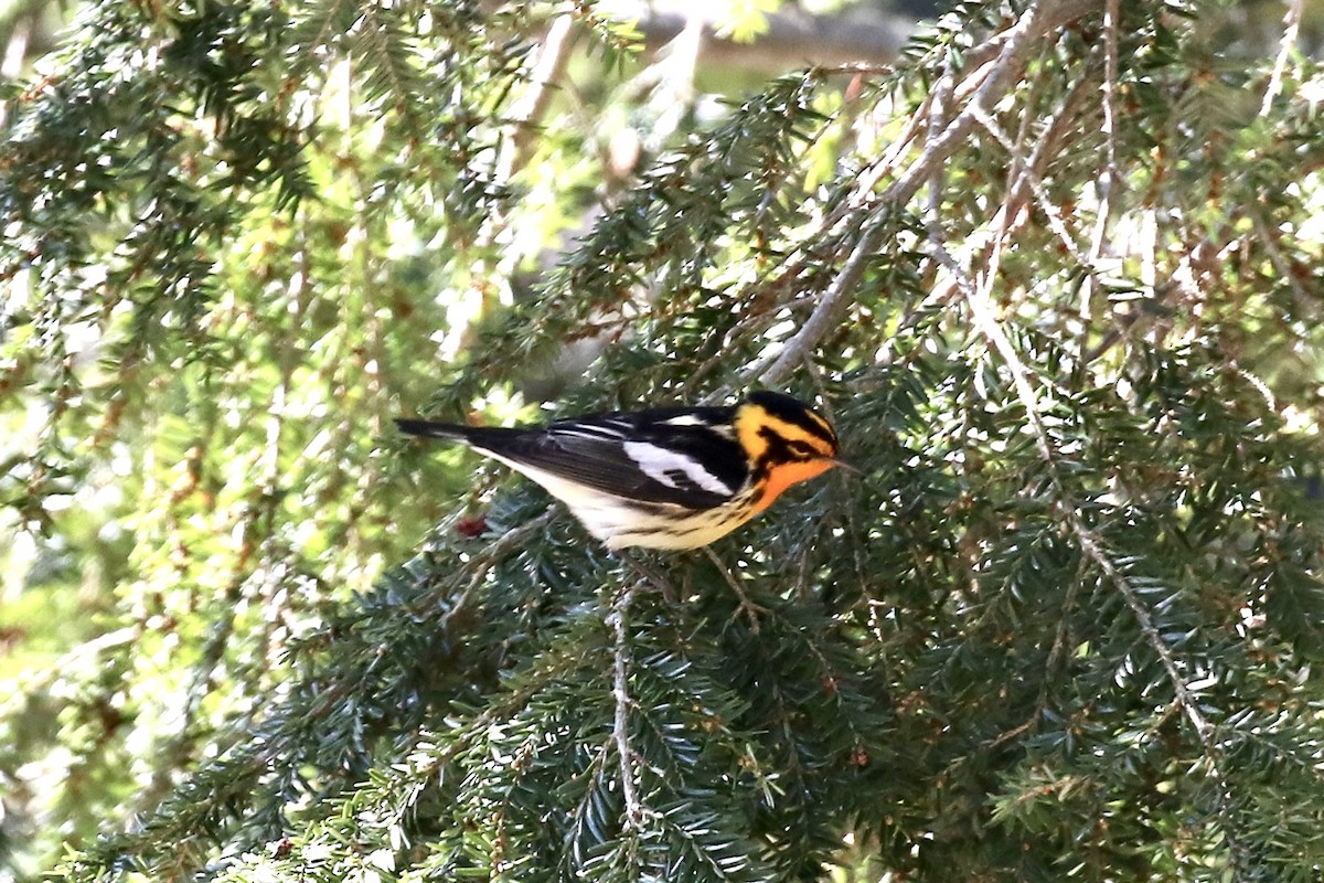 Blackburnian Warbler - ML657042139