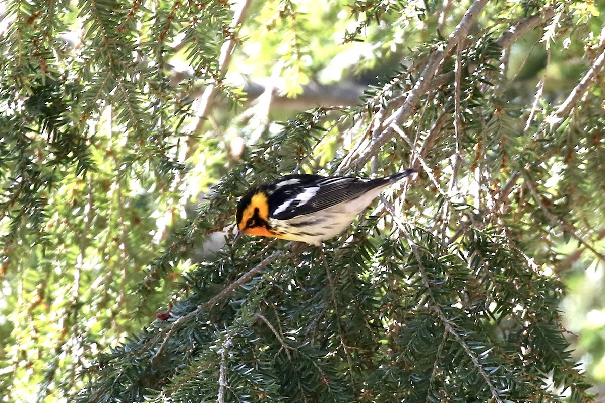 Blackburnian Warbler - ML657042140