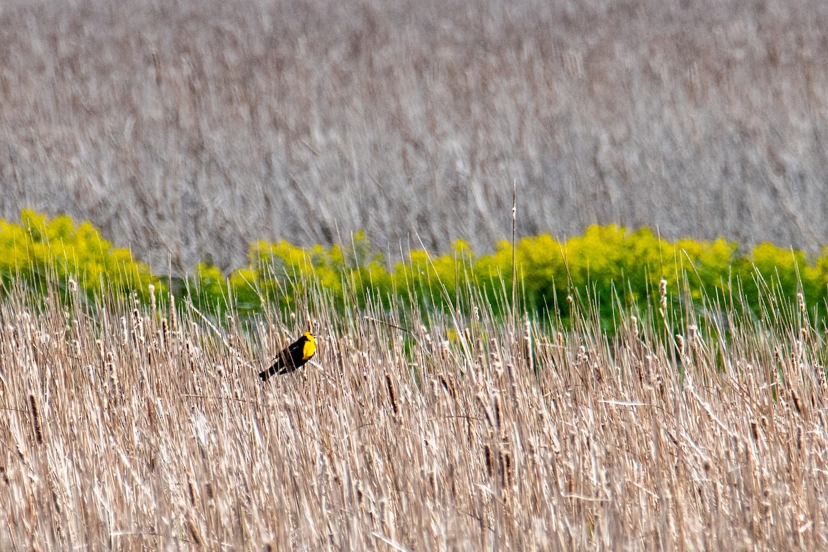 Yellow-headed Blackbird - ML657042173