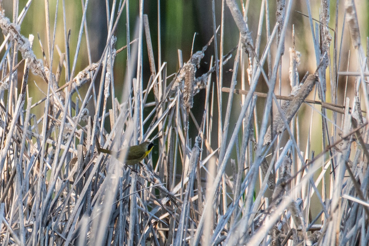 Common Yellowthroat - ML657042194