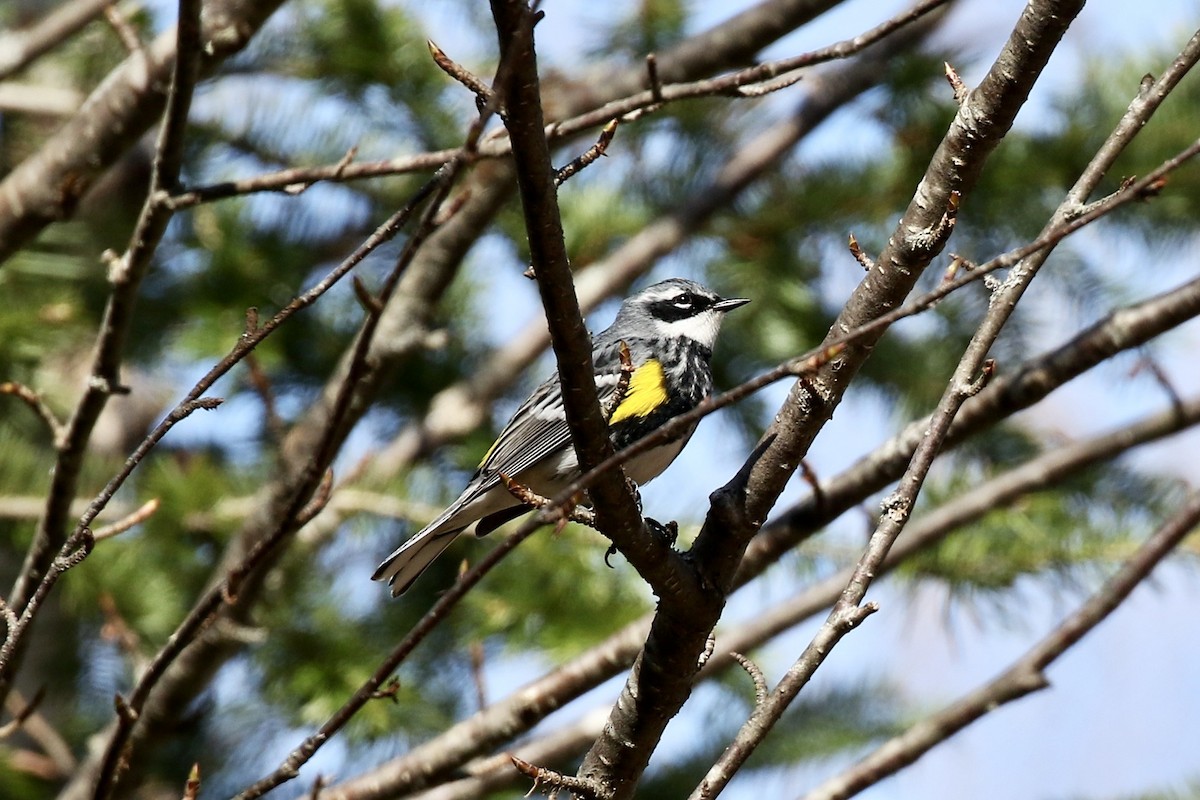 Yellow-rumped Warbler - ML657042200