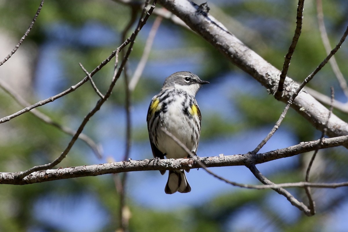 Yellow-rumped Warbler - ML657042201