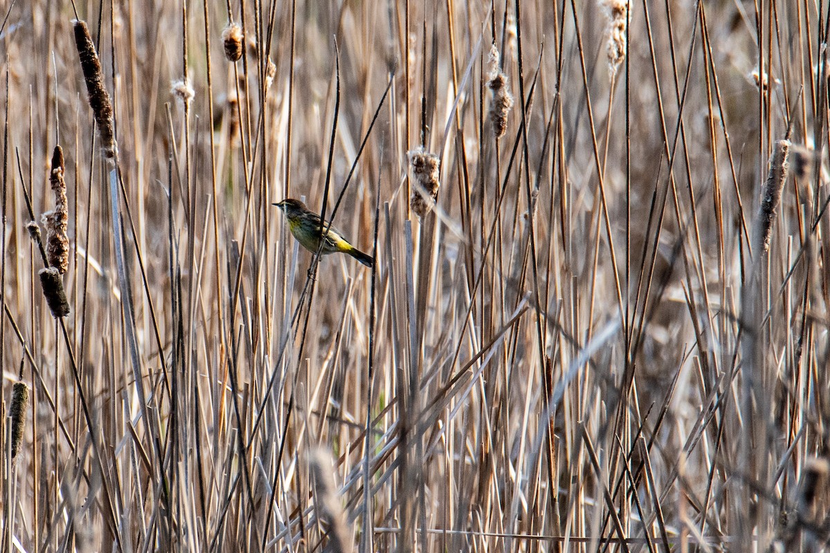 Palm Warbler - ML657042227