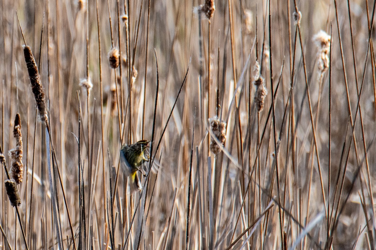 Palm Warbler - ML657042228