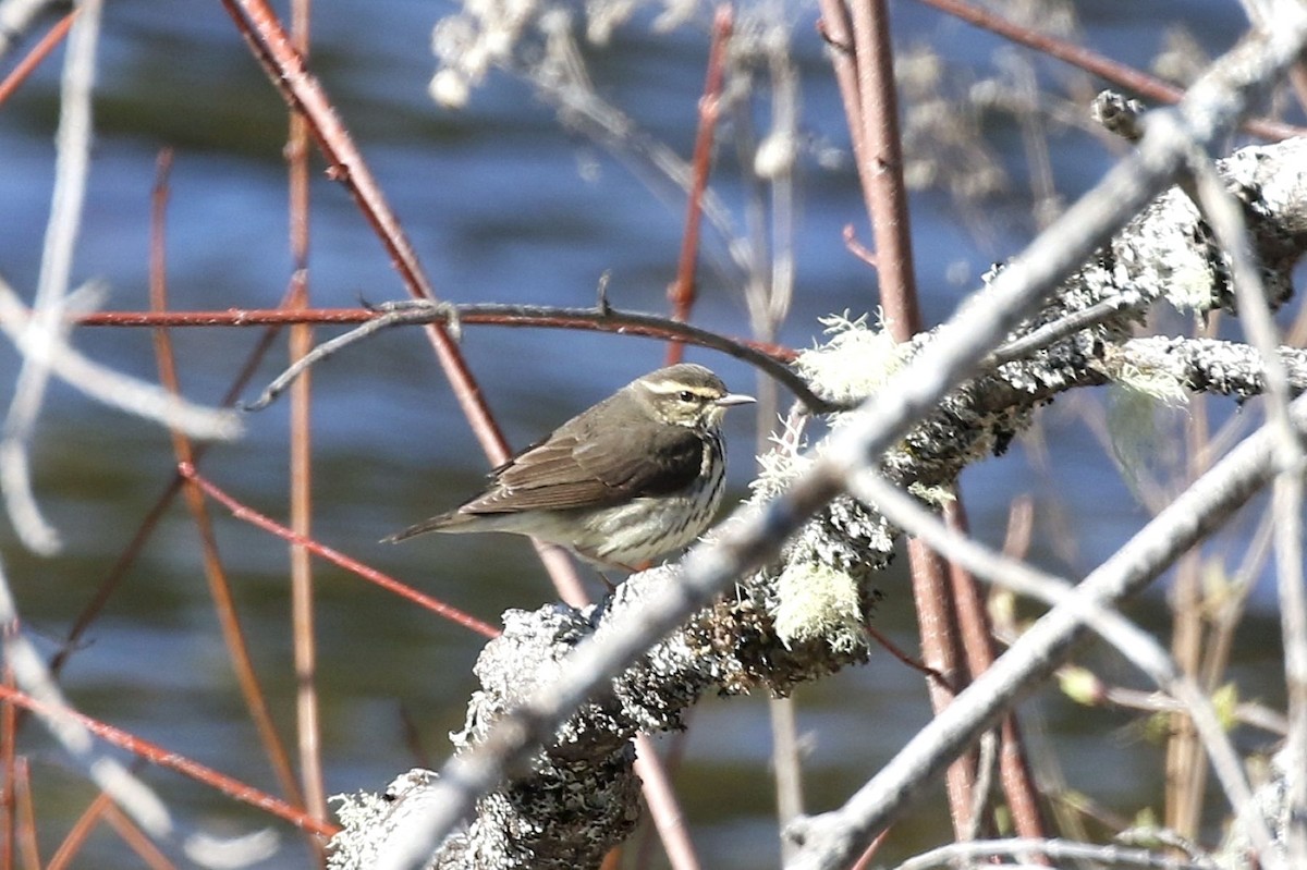 Northern Waterthrush - ML657042259