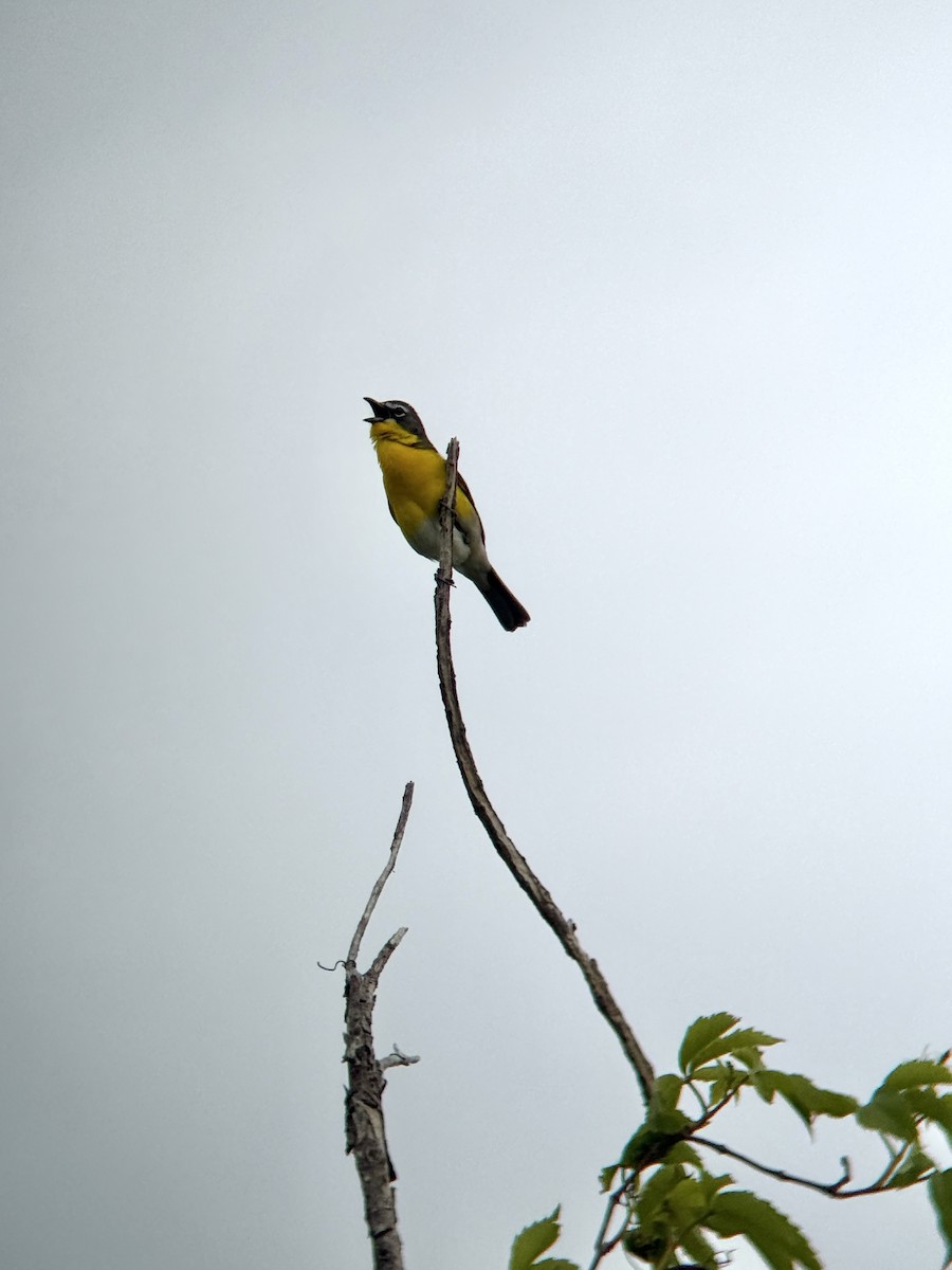 Yellow-breasted Chat - ML657042348