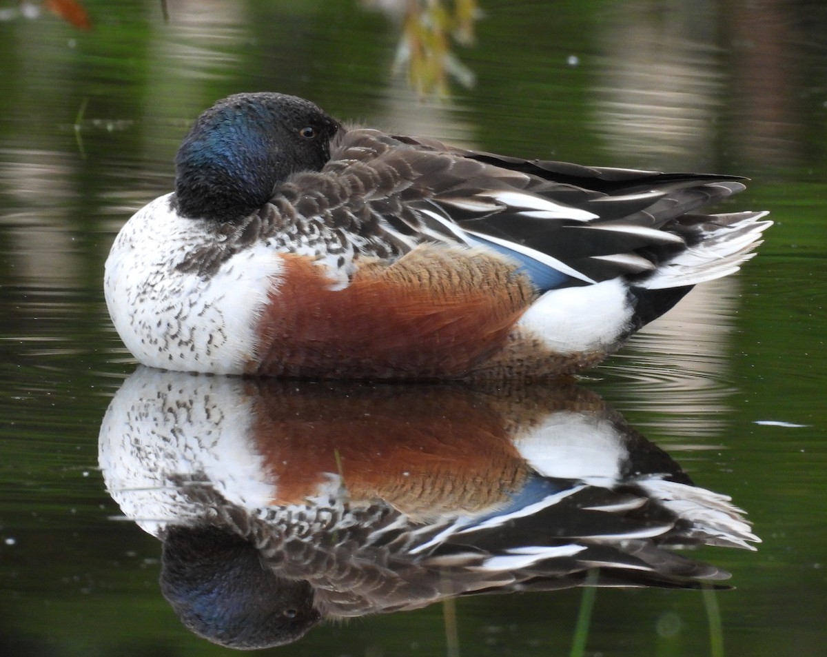 Northern Shoveler - ML657042945
