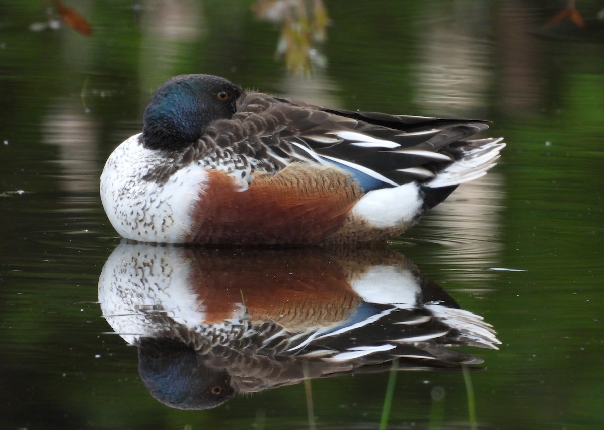 Northern Shoveler - ML657042946